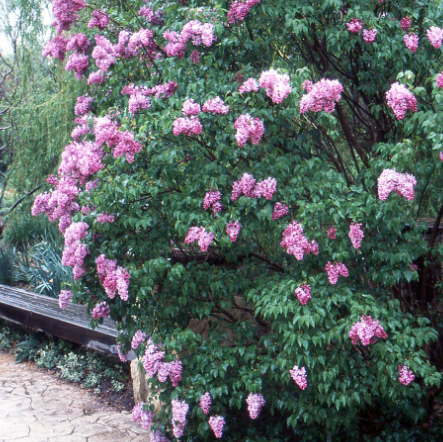 Syringa x hyacinthaflora Blue Hyacinth