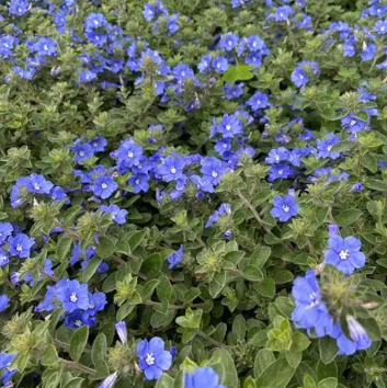 Evolvulus Blue My Mind