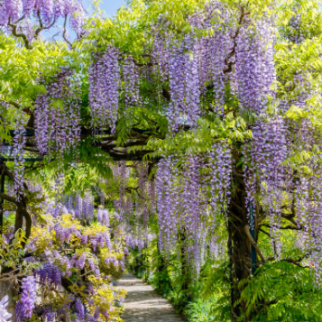 Wisteria sinensis Blue Pacific