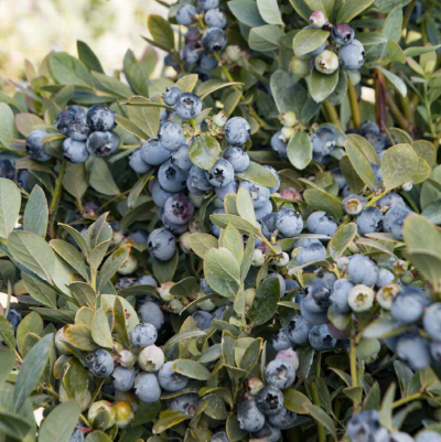 Vaccinium corymbosum Blue Pearl Blueberry