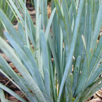 Lomandra glauca Blue Ridge
