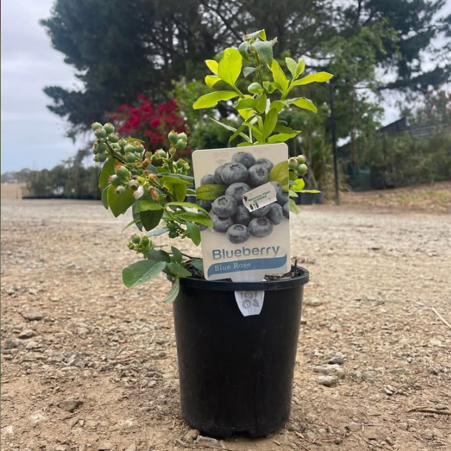 Vaccinium Blue Rose Blueberry