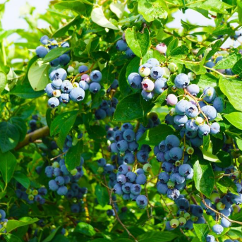 Vaccinium Blue Rose Blueberry