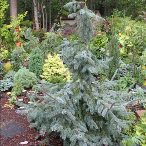 Picea omorika Blue Sky
