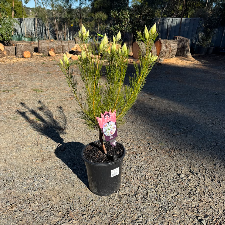 Serruria florida Blushing Bride