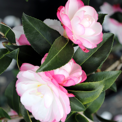 Camellia sasanqua Paradise Blush
