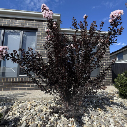 Lagerstroemia indica Diamonds in the Dark Blush