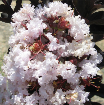 Lagerstroemia indica Diamonds in the Dark Blush