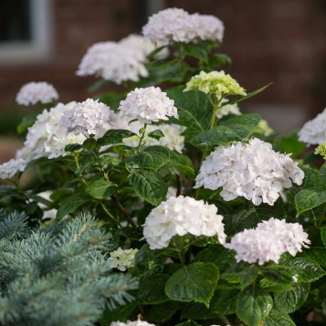 Hydrangea macrophylla Blushing Bride Endless Summer