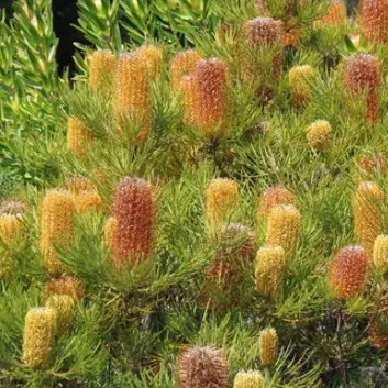 Banksia spinulosa Bold & Gold