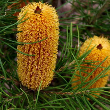 Banksia spinulosa Bold & Gold
