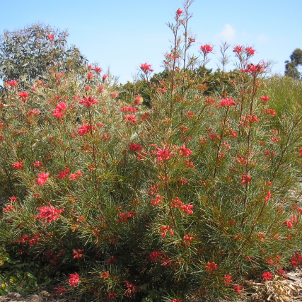 Grevillea johnsonii x wilsonii Bon Accord