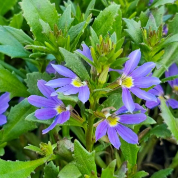 Scaevola Bondi Blue tm
