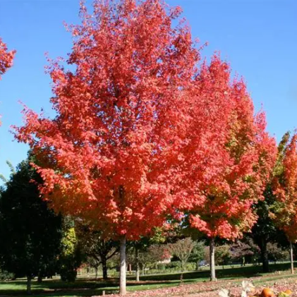 Acer palmatum cv Bonfire