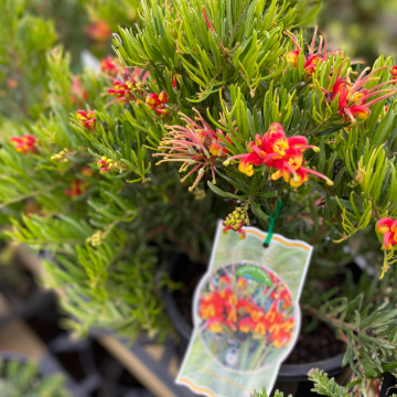 Grevillea Bonnie Prince Charlie