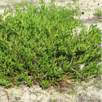 Myoporum insulare Prostrate Boobialla