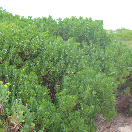 Myoporum insulare Boobialla
