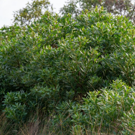Myoporum insulare Boobialla