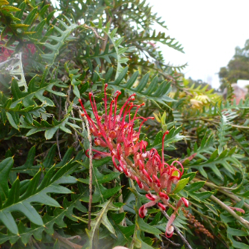 Grevillea Boongala Spinebill