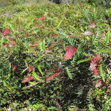 Grevillea Boongala Spinebill