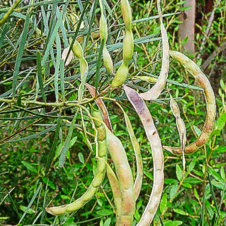 Acacia boormanii Snowy River Wattle