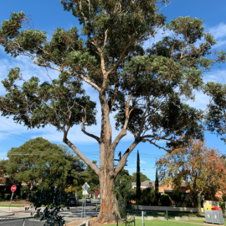 Eucalyptus botryoides