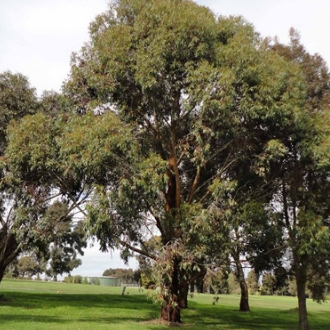 Eucalyptus botryoides