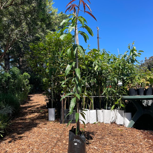 Bowen Mango Tree