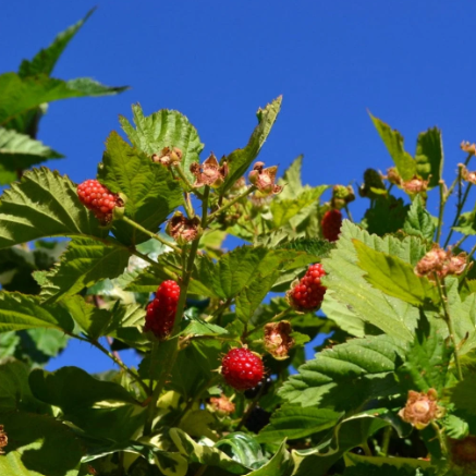 Rubus ursinus idaeus Boysenberry