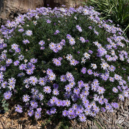 Mesembryanthemum spp. Purple