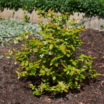 Vaccinium corymbosum 'ZF06-179' Jelly Bean Brazelberry