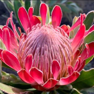 Protea burchelli x compacta Brenda