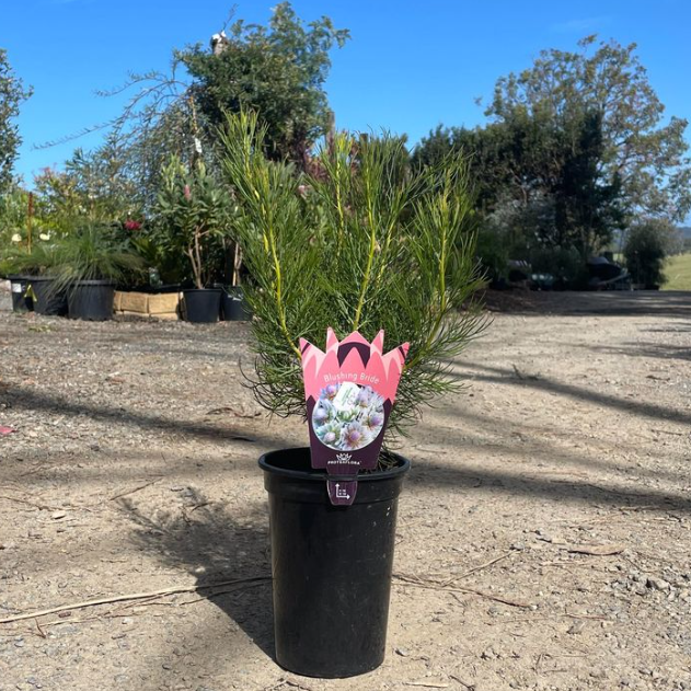 Serruria florida Blushing Bride