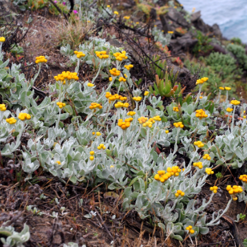 Chrysocephalum apiculatum Bridgewater Bay