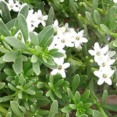 Myoporum parvifolium Broad Leaf White