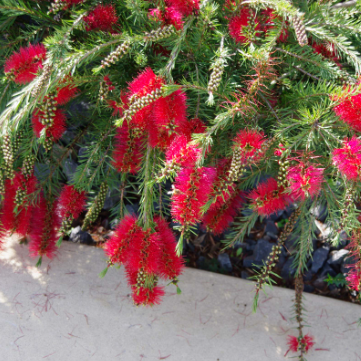 Callistemon subulatus Brogo Overflow