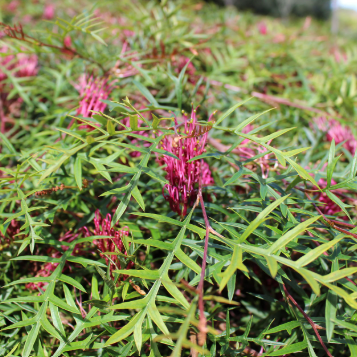 Grevillea rivularis x 'Poorinda Peter' Bronze Rambler