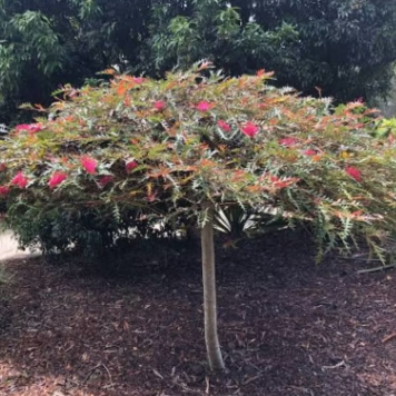 Grevillea rivularis x Poorinda Peter Bronze Rambler Standard