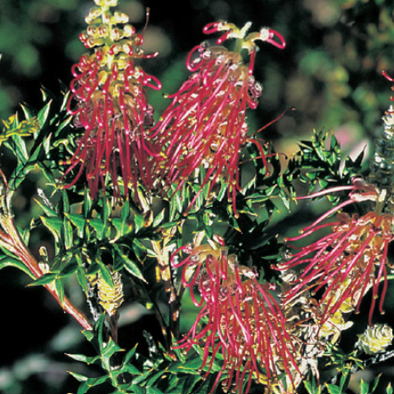 Grevillea hybrida Bronze Rover