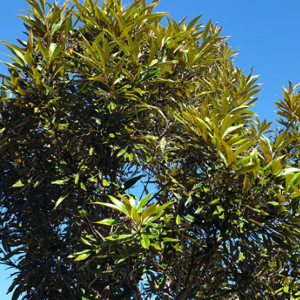 Grevillea baileyana Brown Silky Oak