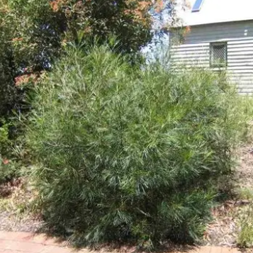 Grevillea Bulli Princess