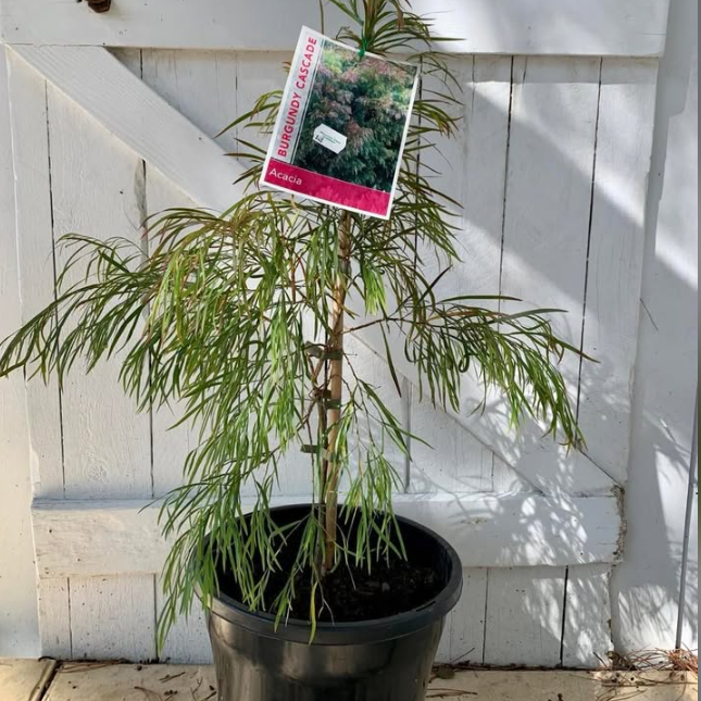 Acacia cognata Burgundy Cascade