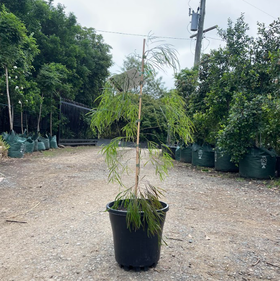 Acacia cognata Burgundy Cascade