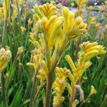 Anigozanthos humilis x flavidus Bush Bonanza