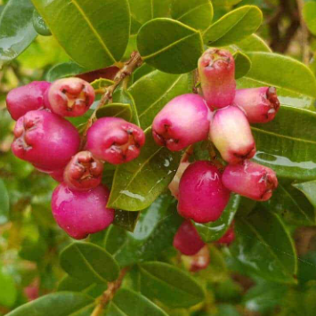 Syzygium australe Bush Cherry
