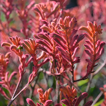 Anigozanthos Bush Coral