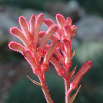 Anigozanthos bicolor x humilis Bush Crystal