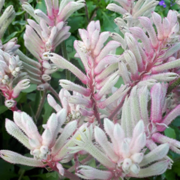 Anigozanthos Bush Diamond