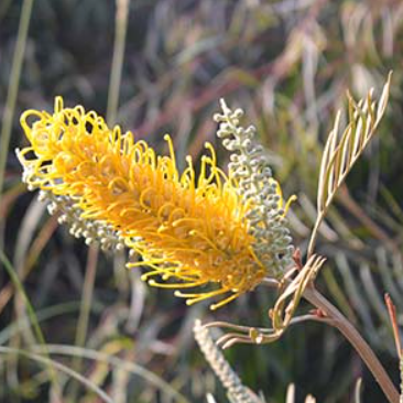 Grevillea Bush Lemons