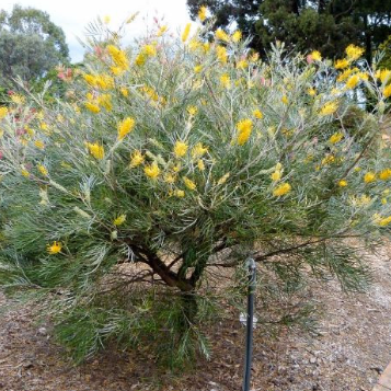 Grevillea Bush Lemons